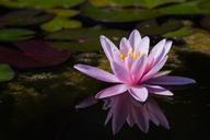 water-lily-pink-aquatic-plant-pond-604376.jpg