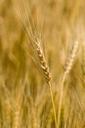 wheat-field-harvest-wheat-field-1114945.jpg