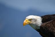 bald-eagle-white-tailed-eagle-adler-1224645.jpg