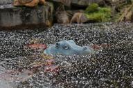 hippo-nature-ice-water-615976.jpg