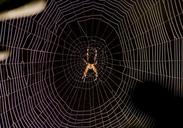 spider-web-backlight-1048358.jpg