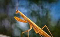 praying-mantis-insect-scare-1707608.jpg