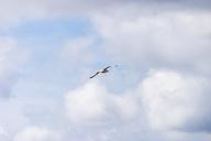 sky-clouds-bird-seagull-fly-547704.jpg