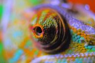 chameleon-abstract-chameleon-reptile-378557.jpg