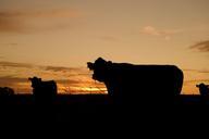 cattle-grazing-silhouettes-farm-640985.jpg