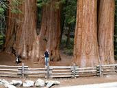 sequoia-trees-sequoia-wood-53184.jpg