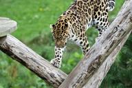 leopard-big-cat-spots-nature-1666915.jpg