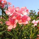 wildflowers-dharwad-flowers-india-300878.jpg