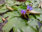 water-lily-lily-purple-green-plant-428186.jpg