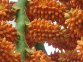 seeds-plant-flower-109456.jpg