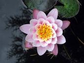 water-lily-nuphar-lutea-flower-pond-411318.jpg