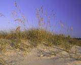 Sand dune with grass on it.jpg