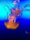 jellyfish-ocean-marine-underwater-651182.jpg