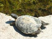 turtle-water-turtle-turtles-animal-207913.jpg