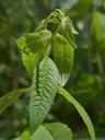 lemon-bush-plant-kitchen-herb-115361.jpg