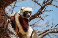 lemur-monkey-animal-wildlife-wild-498698.jpg