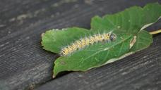 caterpillar-butterfly-caterpillar-1667700.jpg