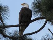 bald-eagle-tahoe-eagle-1323547.jpg