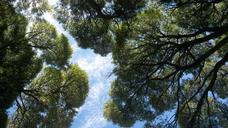 old-willow-blue-sky-trees-and-sky-585203.jpg