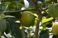 lemon-lemon-plant-leaves-1380157.jpg