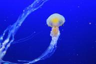 jellyfish-fish-blue-aquarium-257860.jpg