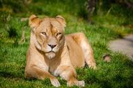 African_Lioness_relaxing_after_lunch.jpg