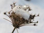 winter-snow-nature-shrubs-1270619.jpg