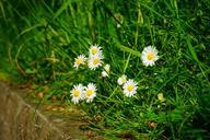 daisy-flowers-white-spring-1117268.jpg