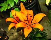 lily-yellow-blossom-colorful-454654.jpg