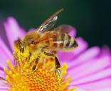 bee-pollen-bee-pollen-blossom-471893.jpg