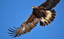 golden-eagle-soaring-bird-raptor-1665317.jpg