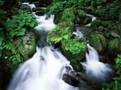 Run-of-mountain-stream-water-under-tree.jpg