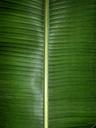 banana-leaf-green-nature-fresh-466357.jpg