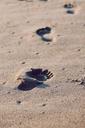 footprints-sand-beach-tracks-336650.jpg