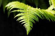 fern-young-young-fern-spring-762516.jpg