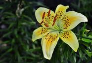 lily-flower-nature-plant-floral-561132.jpg