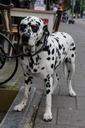 dog-dalmatian-spots-street-637800.jpg