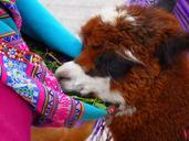 alpaca-cute-sweet-eat-fluffy-43310.jpg