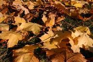 park-forest-autumn-tree-foliage-425873.jpg