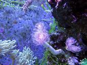 coral-coral-reef-in-the-sea-beauty-1079272.jpg