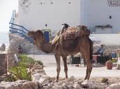 camel-arabic-sahara-740837.jpg