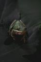 frog-animal-pet-toad-water-515499.jpg