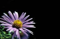 Purple New England flower with yellow center aster novae angliae.jpg