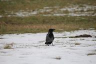 raven-bird-raven-bird-crow-643712.jpg