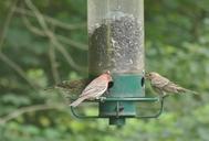 purple-finch-bird-finch-purple-988810.jpg