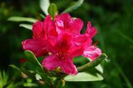 rhododendron-flowers-inflorescence-474346.jpg