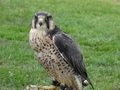 falcon-bird-of-prey-bird-helmsley-1617580.jpg