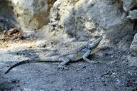 gecko-iguana-lizard-reptile-wild-508282.jpg