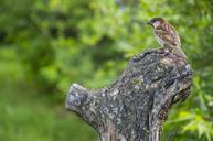 sparrow-summer-bird-nature-forest-927413.jpg