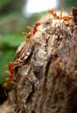 ants-red-insect-1208074.jpg